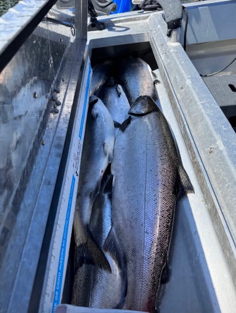 Five fish stored in a storage compartment, the fish are large and silver in color. The storage compartment is metal and is part of a boat.